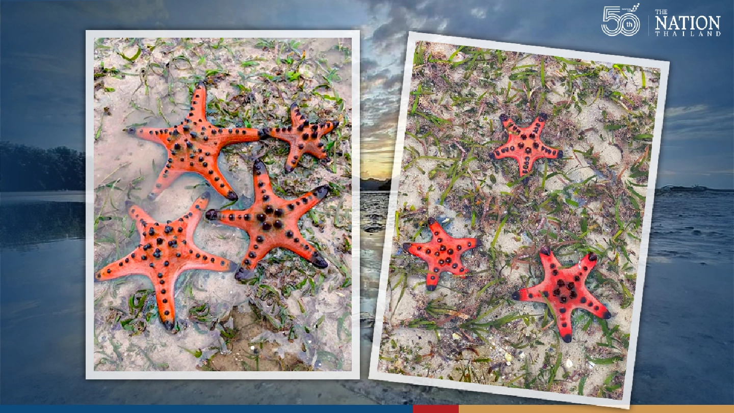 Tourists warned not to catch starfish, marine life for photos Tourists warned not to catch starfish, marine life for photos