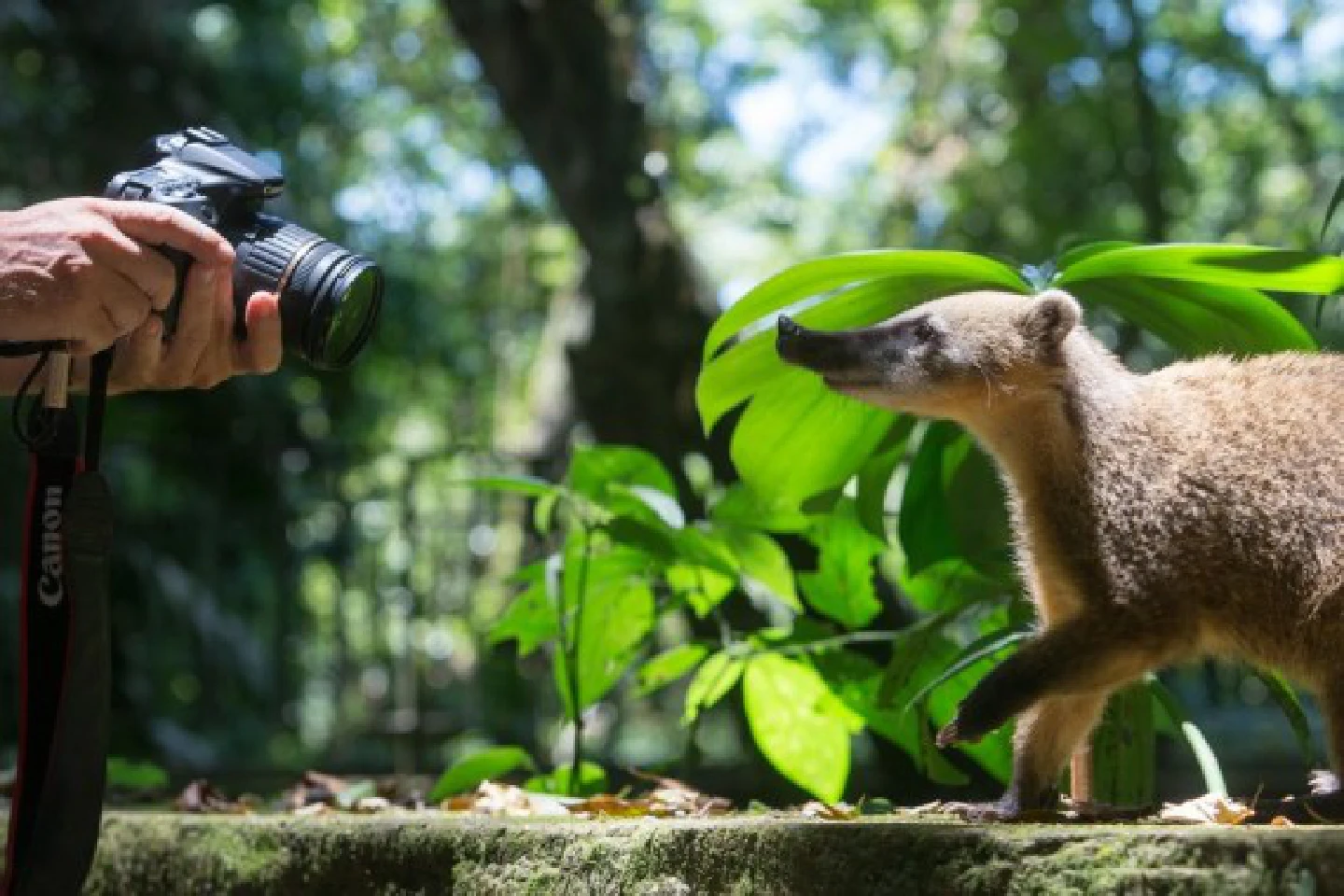 LatAm forests key to environmental sustainability, food security: FAO