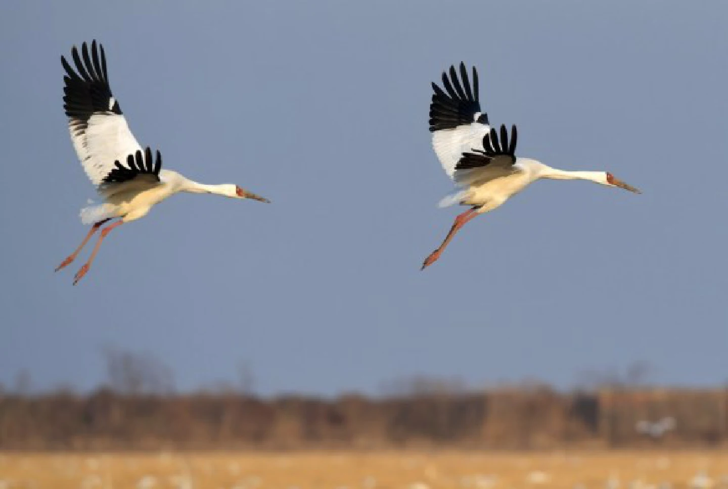 First batch of wintering birds arrive in Chinas Poyang Lake First batch of wintering birds arrive in Chinas Poyang Lake