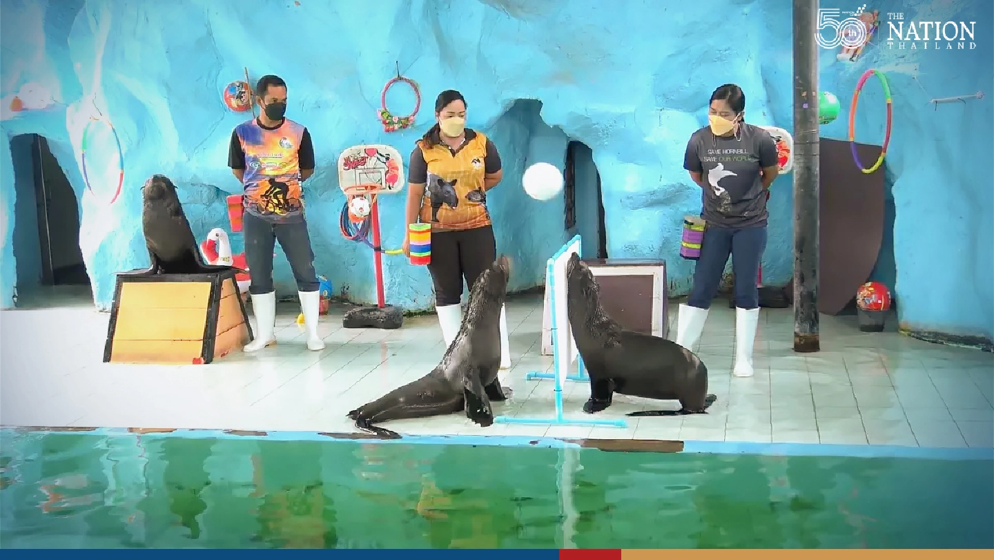 Sporty seals ready to show off volleyball skills at Songkhla Zoo