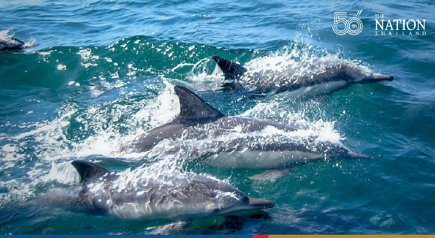 Slaughter of nearly 1,500 dolphins sparks outcry over traditional hunt in Faroe Islands Slaughter of nearly 1,500 dolphins sparks outcry over traditional hunt in Faroe Islands