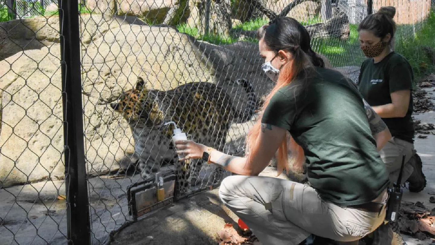 Maryland Zoo is one of 70 U.S. facilities vaccinating wild animals against the coronavirus Maryland Zoo is one of 70 U.S. facilities vaccinating wild animals against the coronavirus