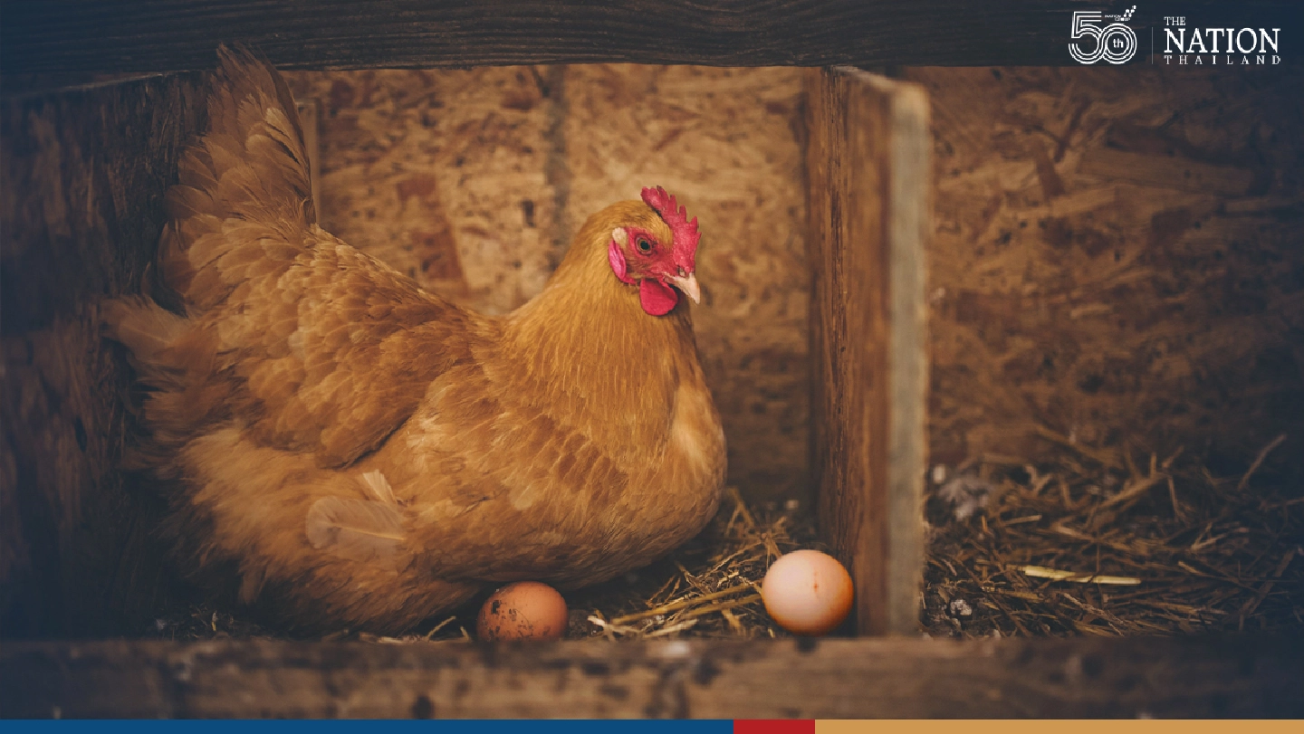 Livestock department unveils strategies to prevent egg price crash