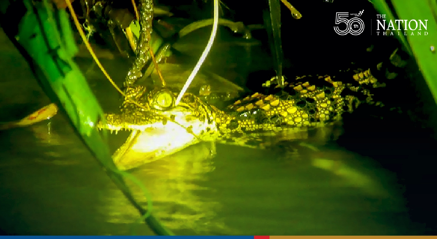 Once-in-a-decade discovery: newborn Siamese crocs spotted in northeastern Cambodia Once-in-a-decade discovery: newborn Siamese crocs spotted in northeastern Cambodia