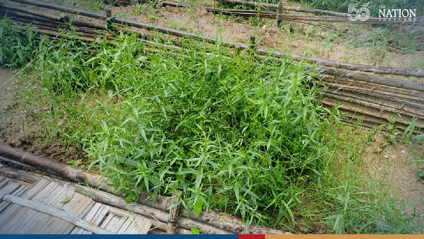 Chiang Mai reaping 1-tonne harvest of anti-Covid herb Fah Talai Jone