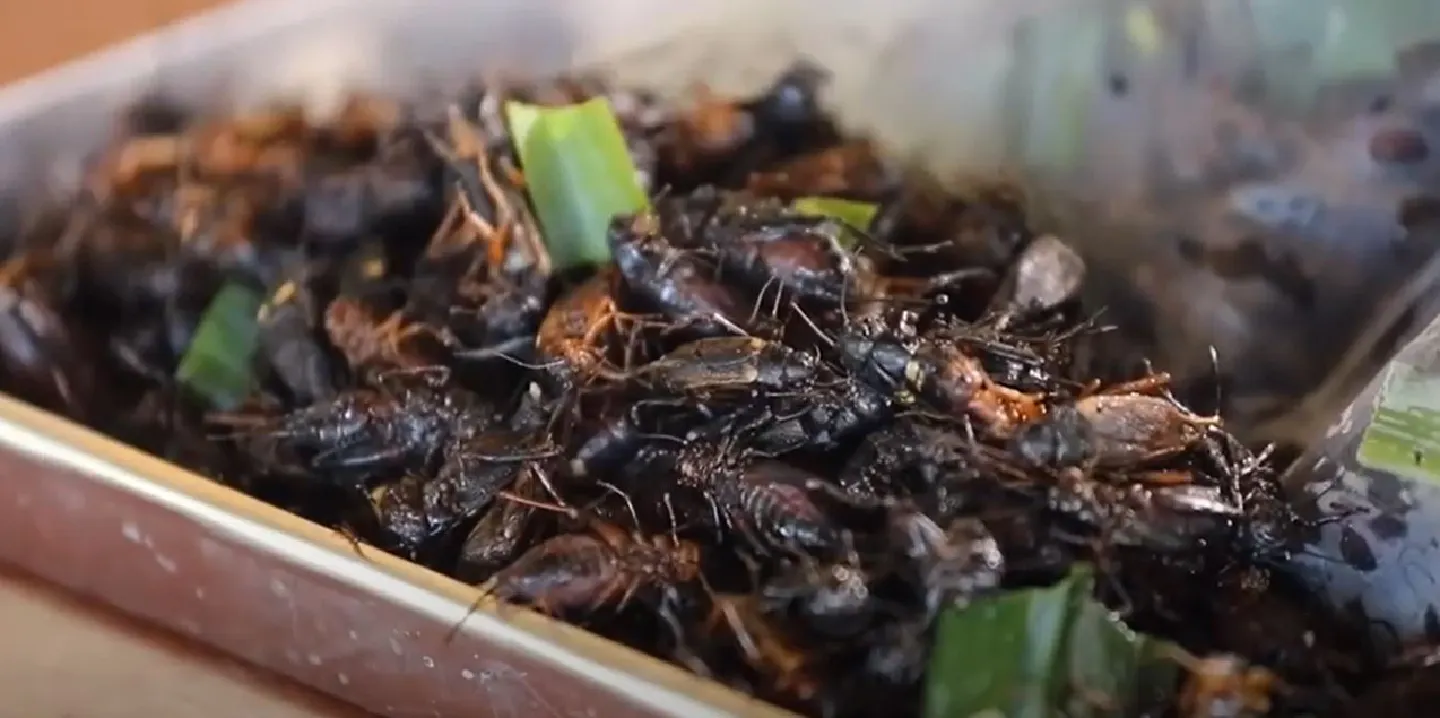 A big leap for Thailand’s insect-based food sector