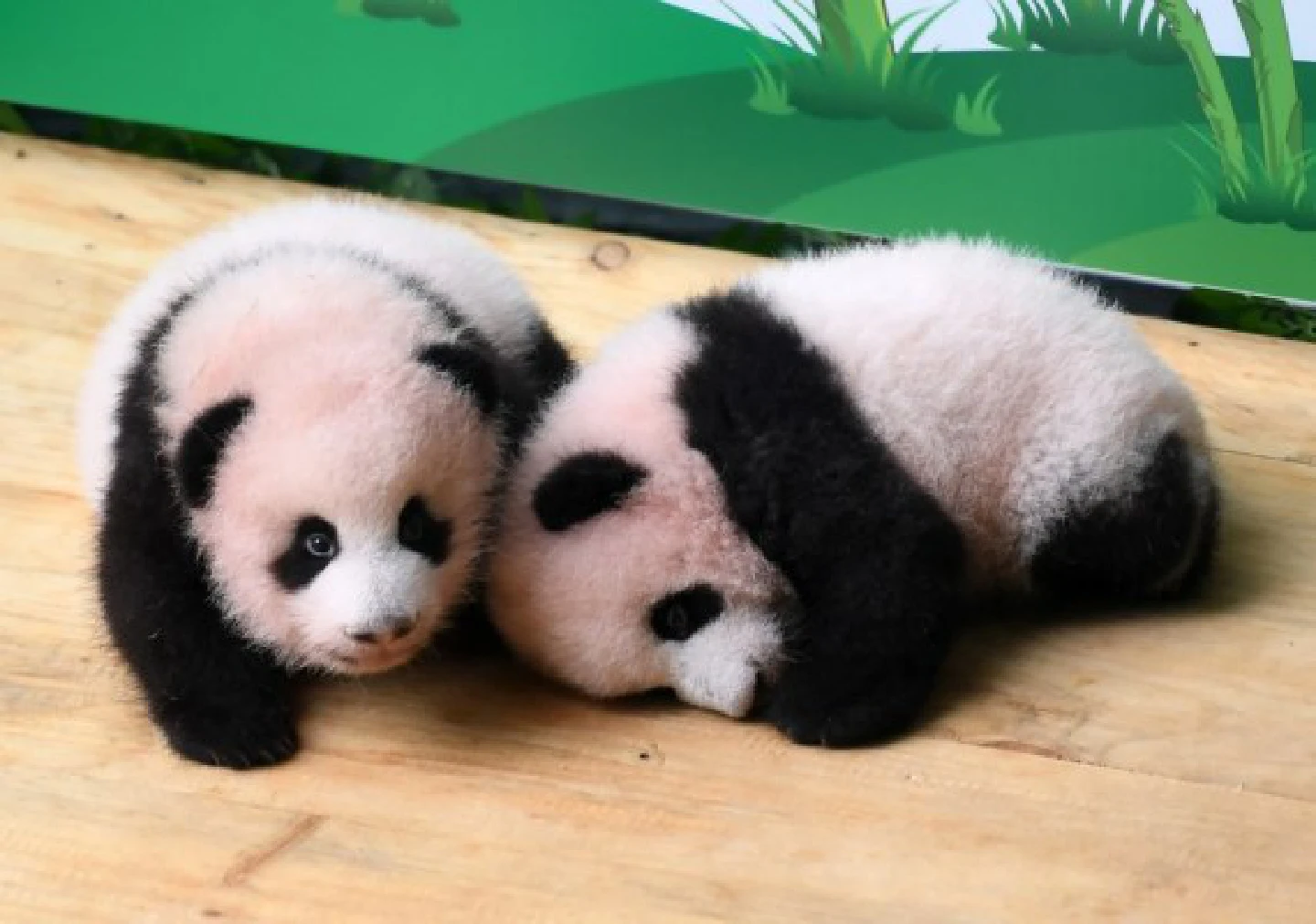 Giant panda cubs receive public visitors in China zoo Giant panda cubs receive public visitors in China zoo