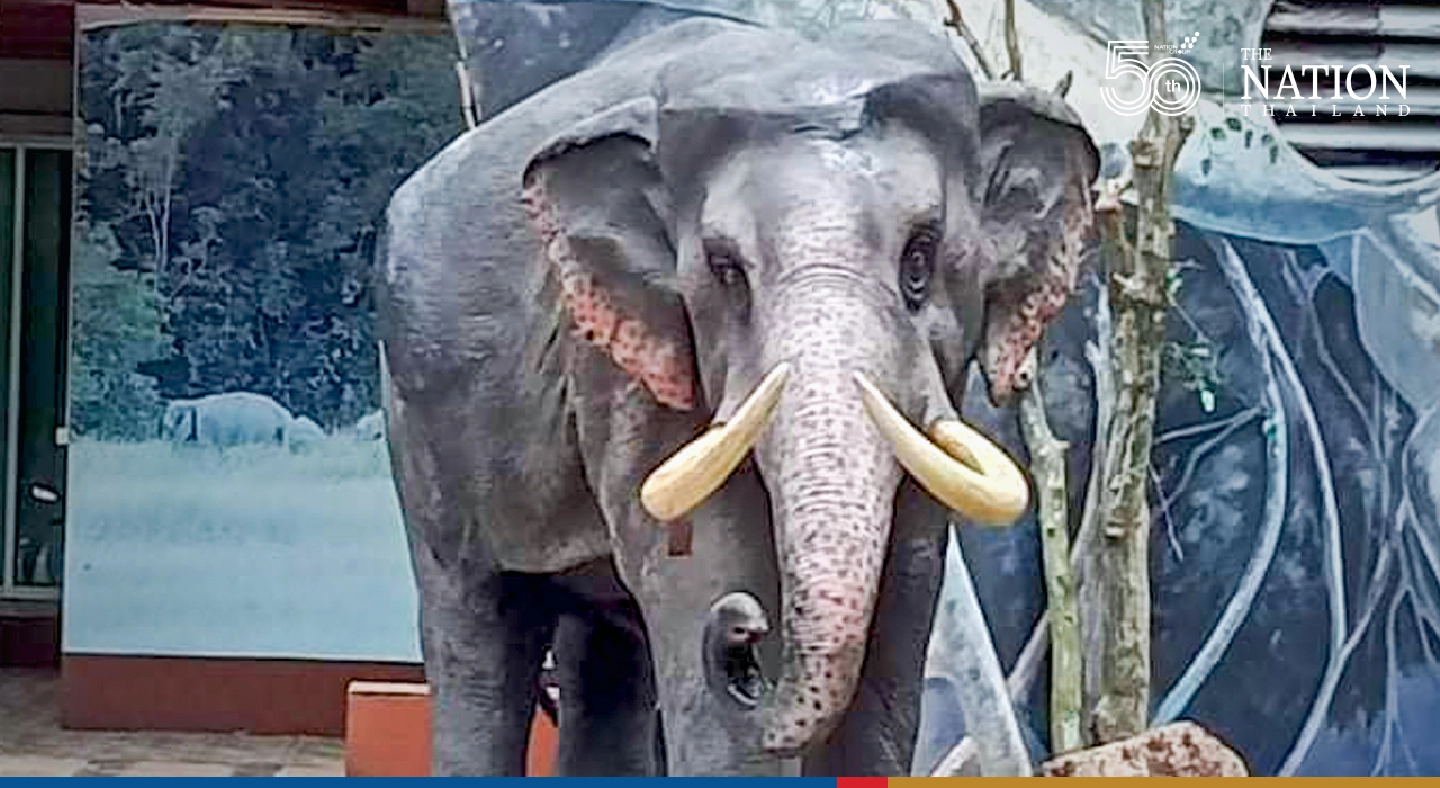 Khao Yai visitor centre’s guardian, Plai Ning, returns to its post