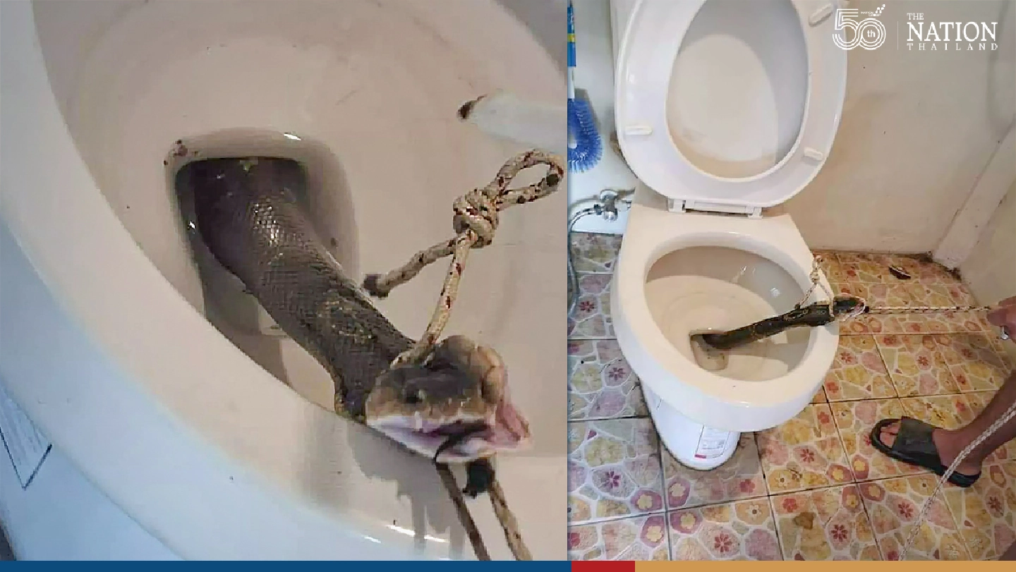 How to prevent snakes from infiltrating your toilet How to prevent snakes from infiltrating your toilet