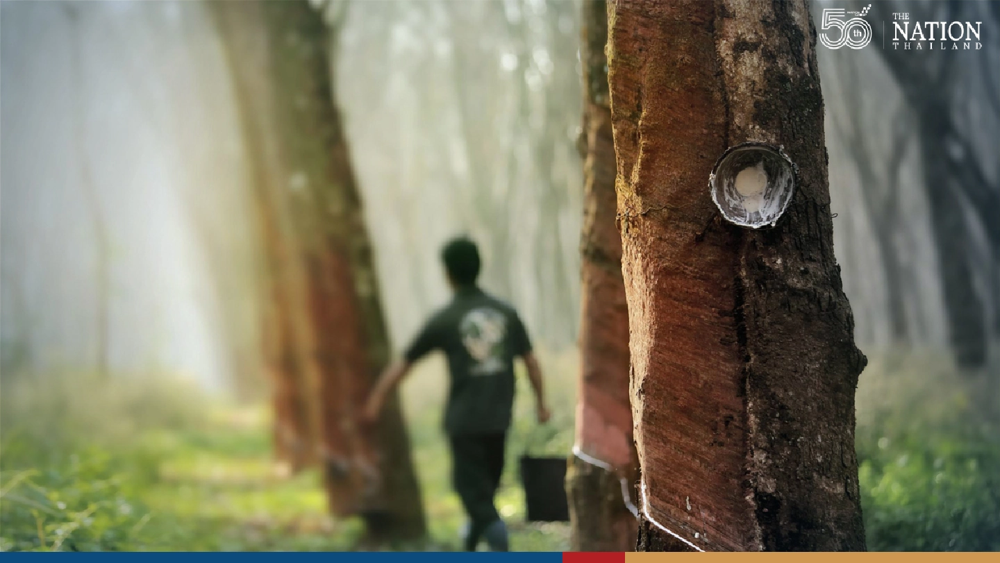Agency pushes for rubber price guarantee scheme to help farmers in Covid fallout Agency pushes for rubber price guarantee scheme to help farmers in Covid fallout