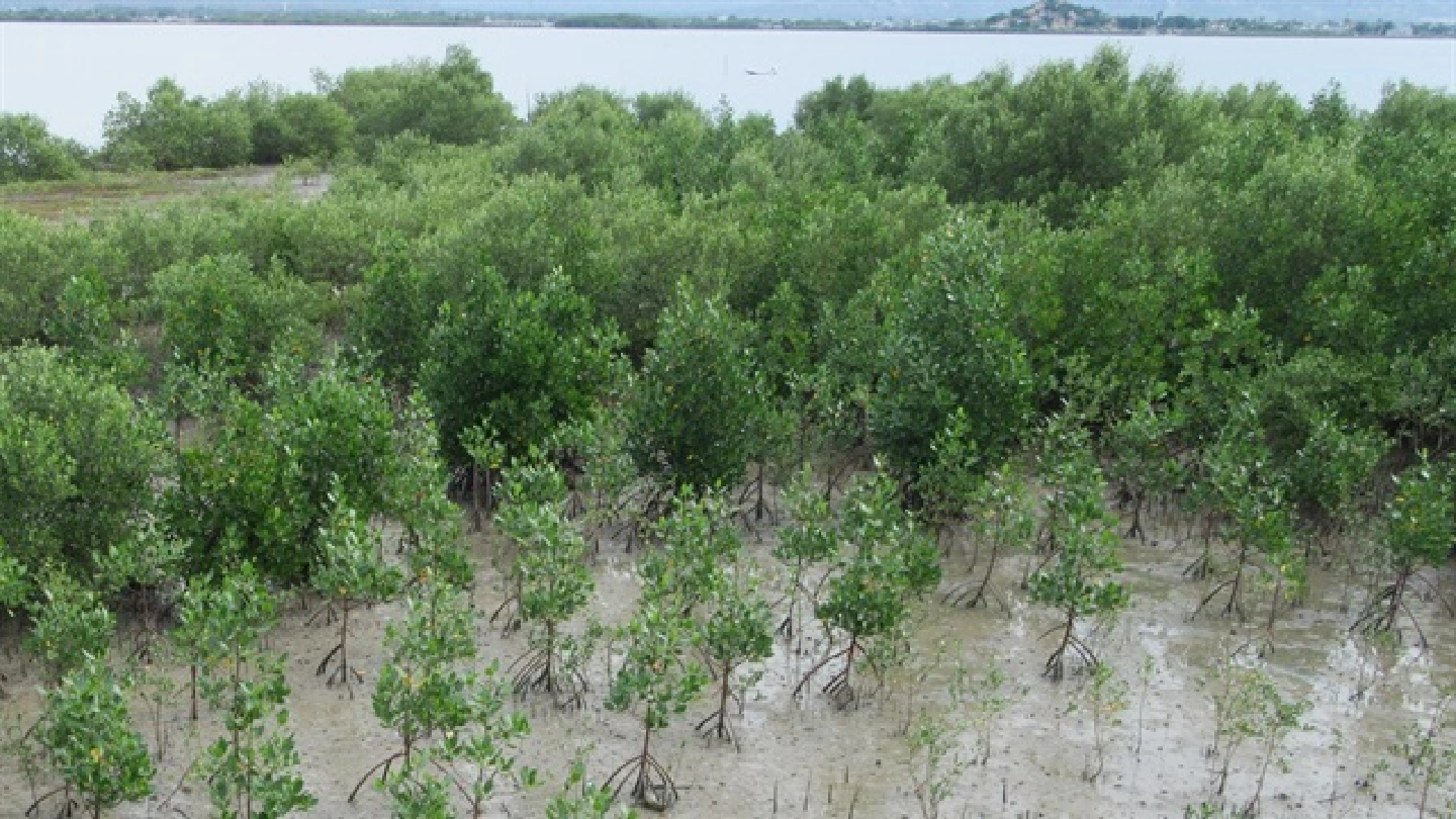 Việt Nams active role in climate change to be highlighted at COP 26