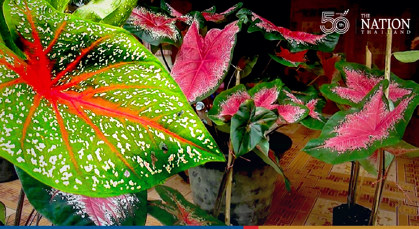 Chiang Mai resident turns Covid crisis into a brightly hued opportunity