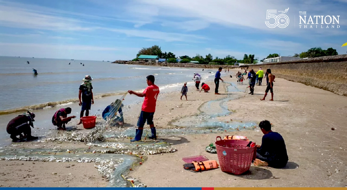 Aquatic animals washed ashore