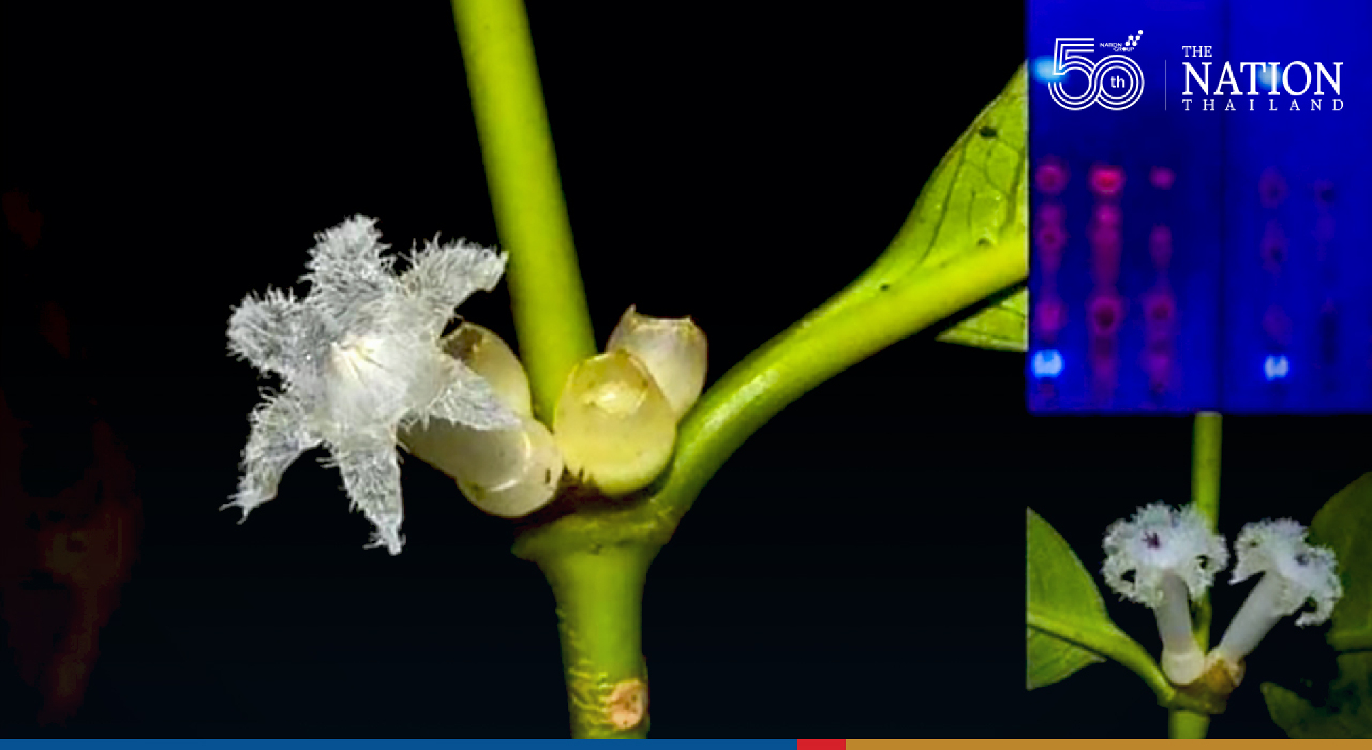 New flower discovered in Ranong National Park