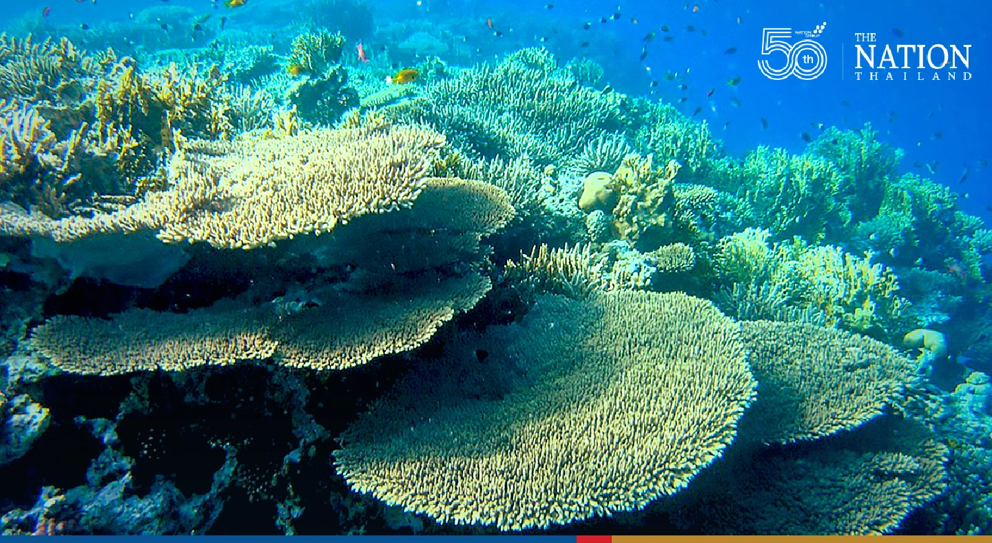 Climate change killed 14% of the worlds coral reefs in a decade, study finds