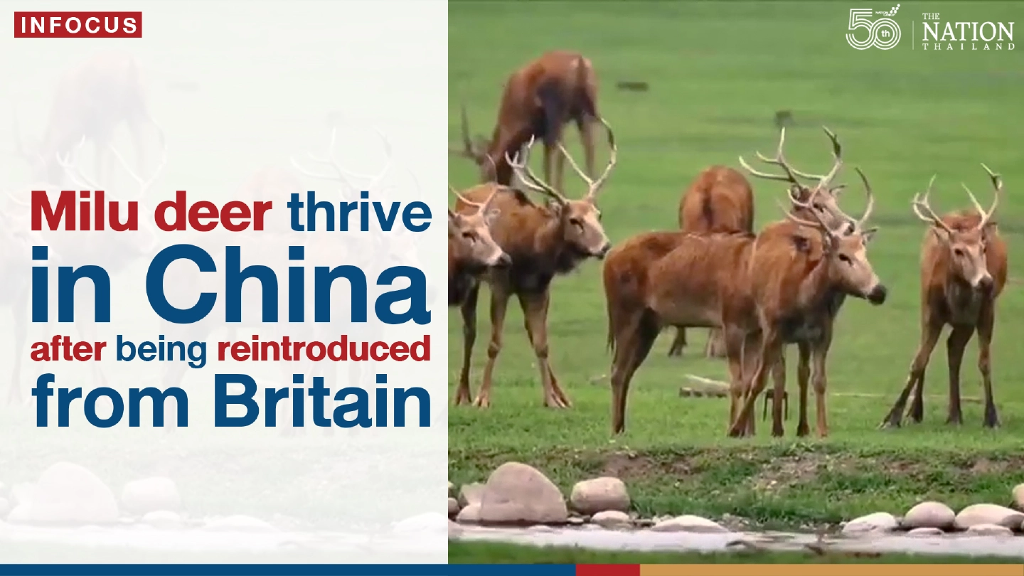 Milu deer thrive in China after being reintroduced from Britain