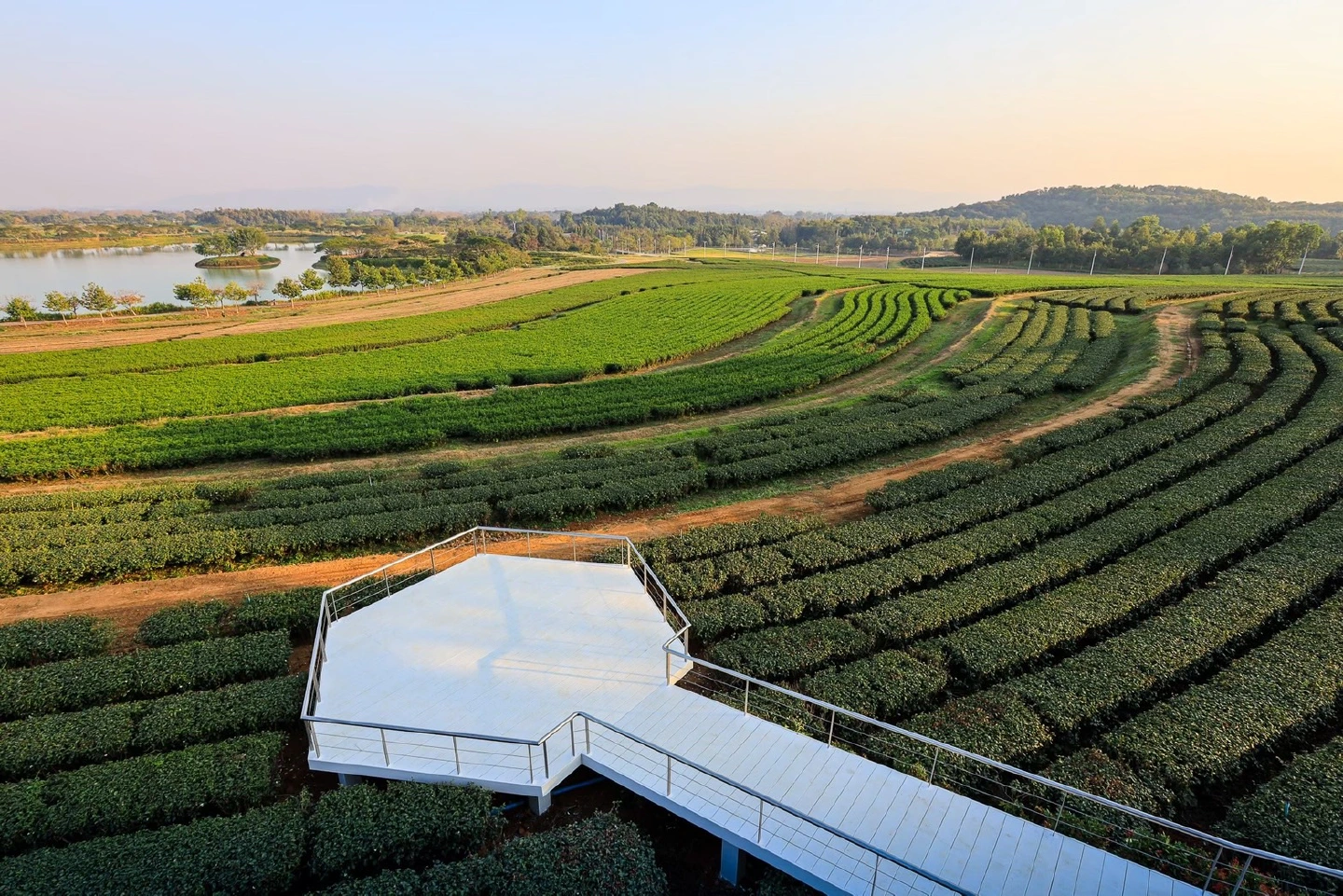 "Singha Park" enters the premium fruit market with "Gros Michel Banana" with Japanese standards, which can be pre-ordered now along with nationwide delivery. "Singha Park" enters the premium fruit market with "Gros Michel Banana" with Japanese standards, which can be pre-ordered now along with nationwide delivery.
