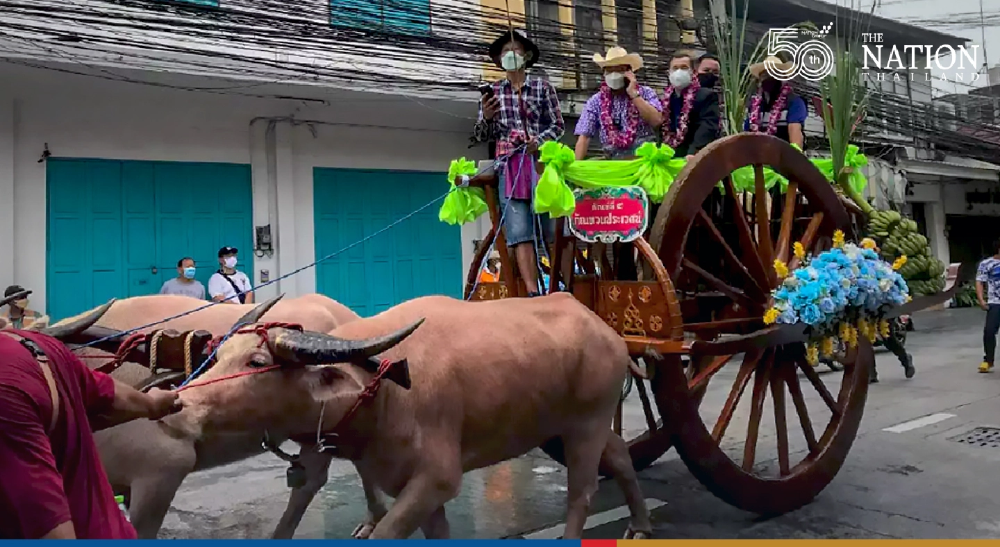 Chonburi cancels buffalo racing but maintains procession event of the festival Chonburi cancels buffalo racing but maintains procession event of the festival