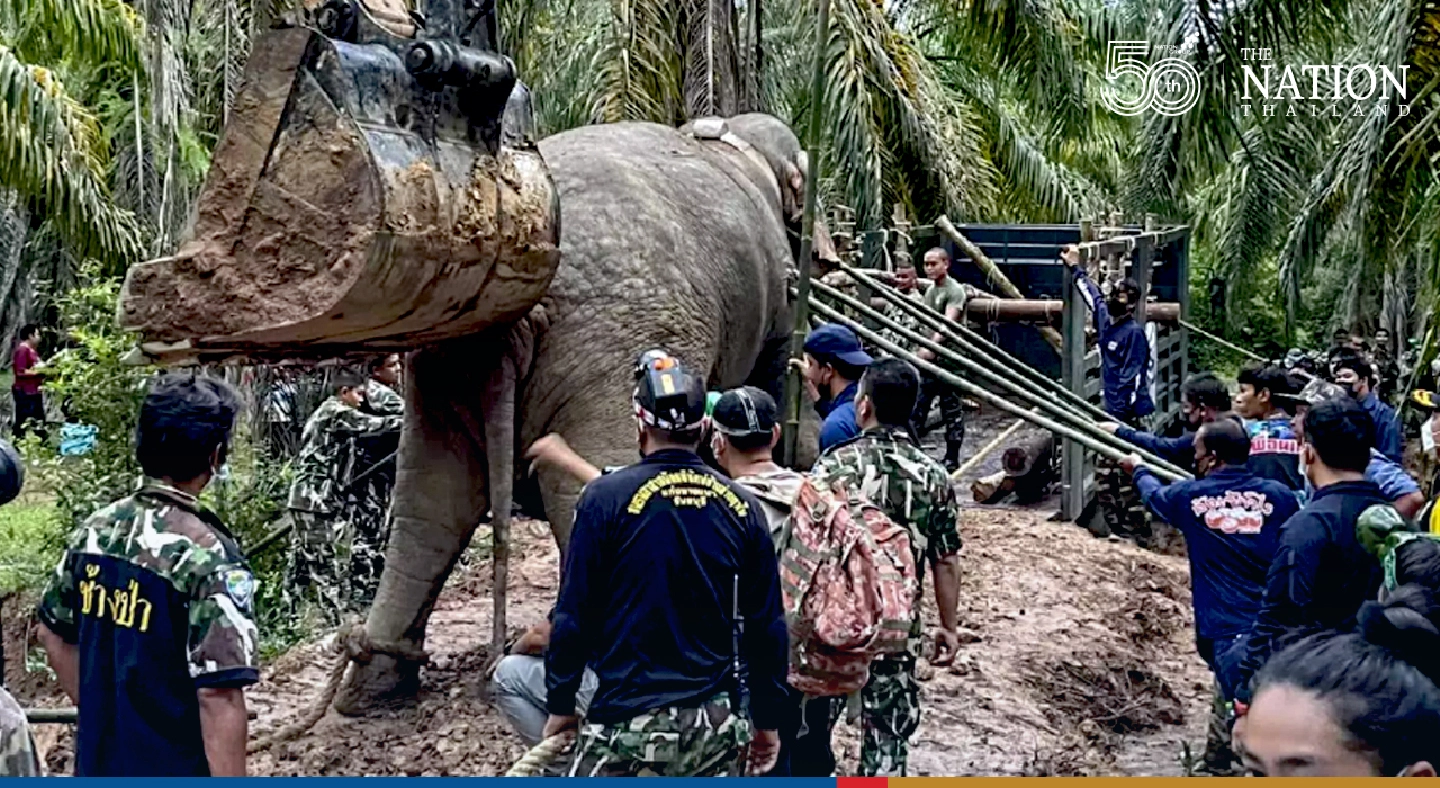 Wild elephant transported from fearful Rayong community to sanctuary