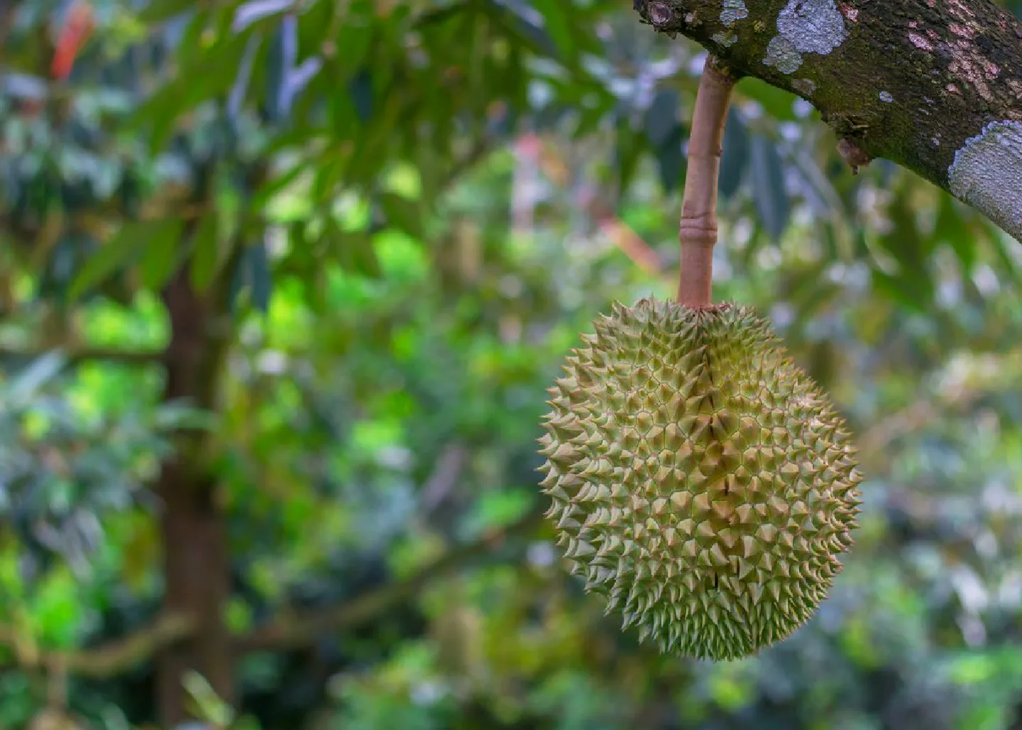 Durian Ripeness Indicator from the Sugar in Its Stem – Chemistry Knowhow from Chula