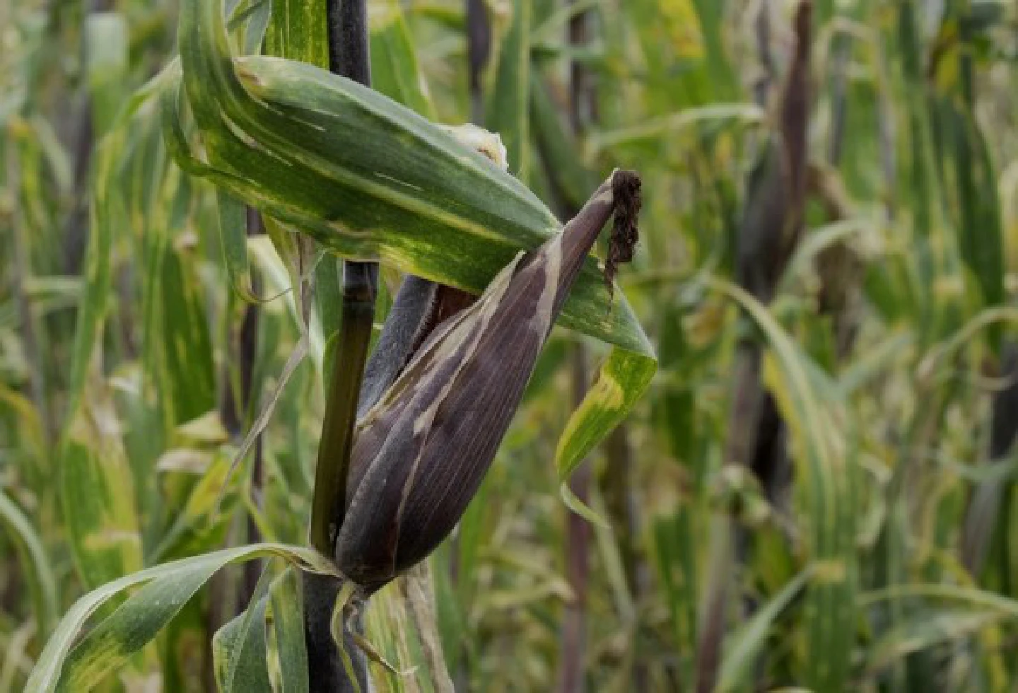 Agriculture one of sectors hardest hit by climate disasters in LatAm, Caribbean, FAO warns Agriculture one of sectors hardest hit by climate disasters in LatAm, Caribbean, FAO warns