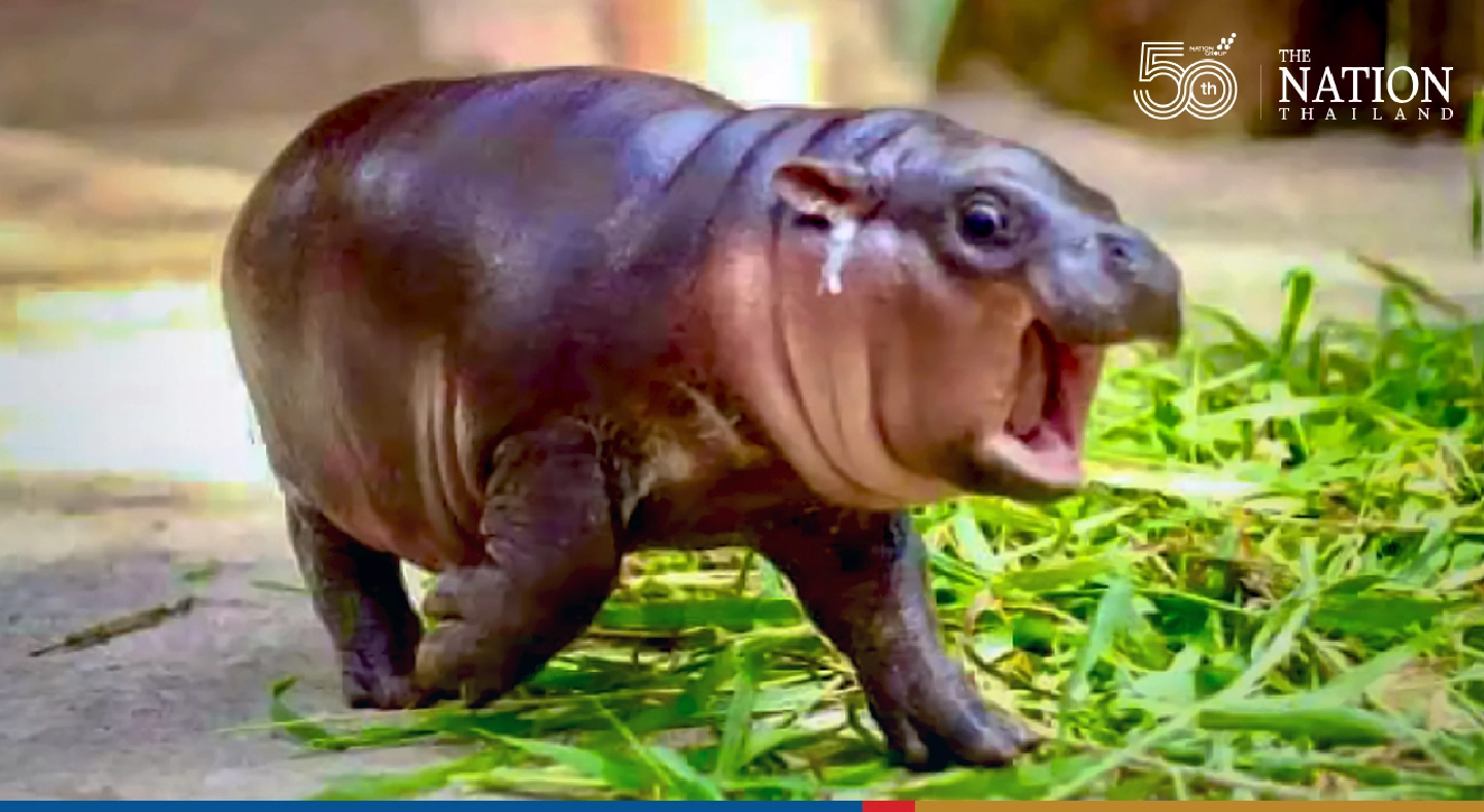 Khao Kheow Open Zoo throws celeb pygmy hippo Moo Toon a feast Khao Kheow Open Zoo throws celeb pygmy hippo Moo Toon a feast