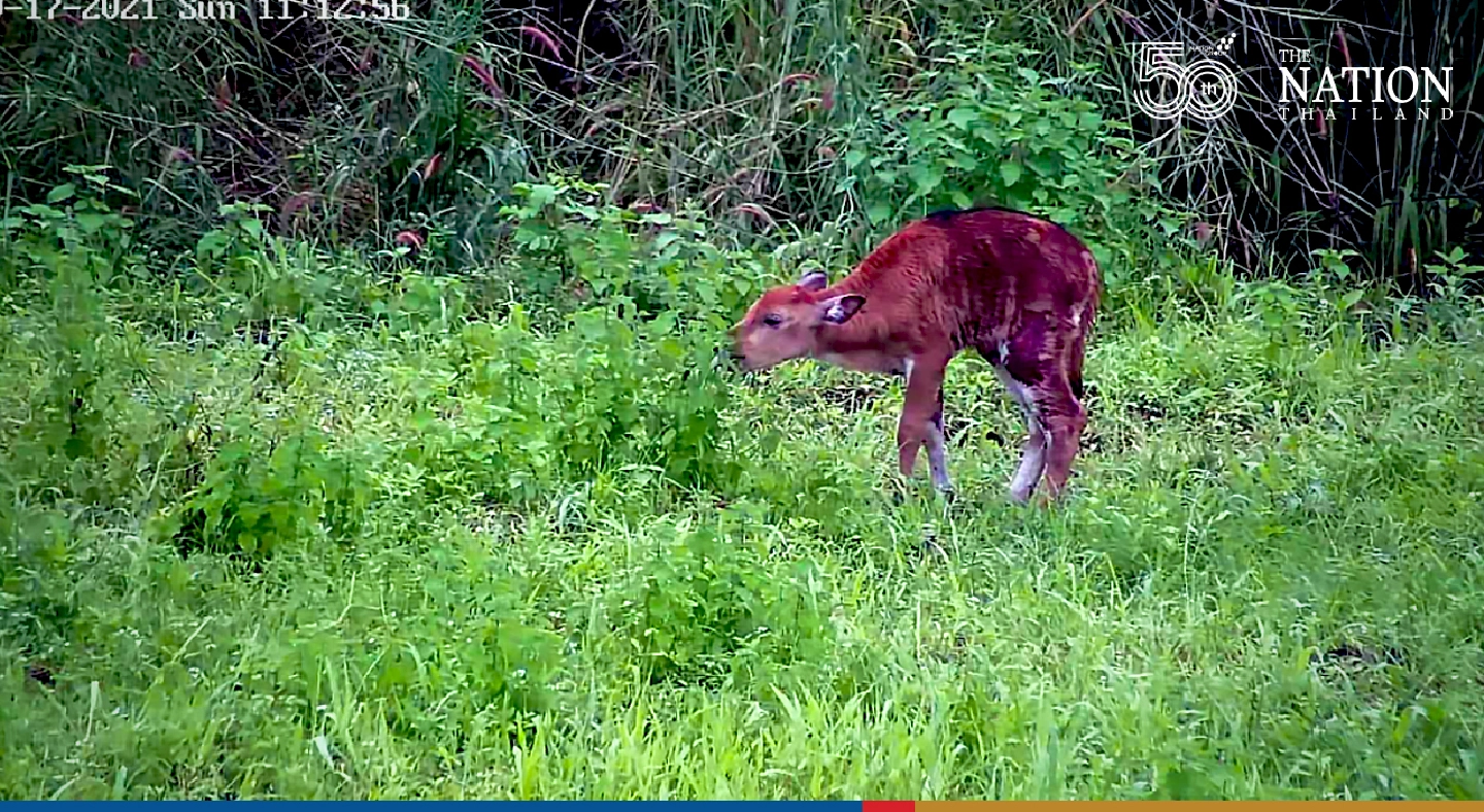 Uthai Thani park officials rescue abandoned baby banteng