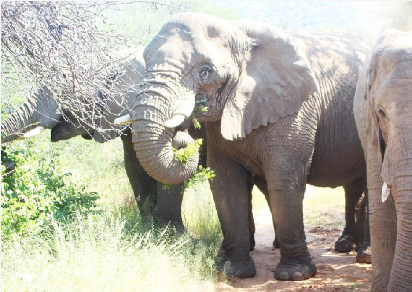 Namibia launches elephant conservation, management plan for next decade