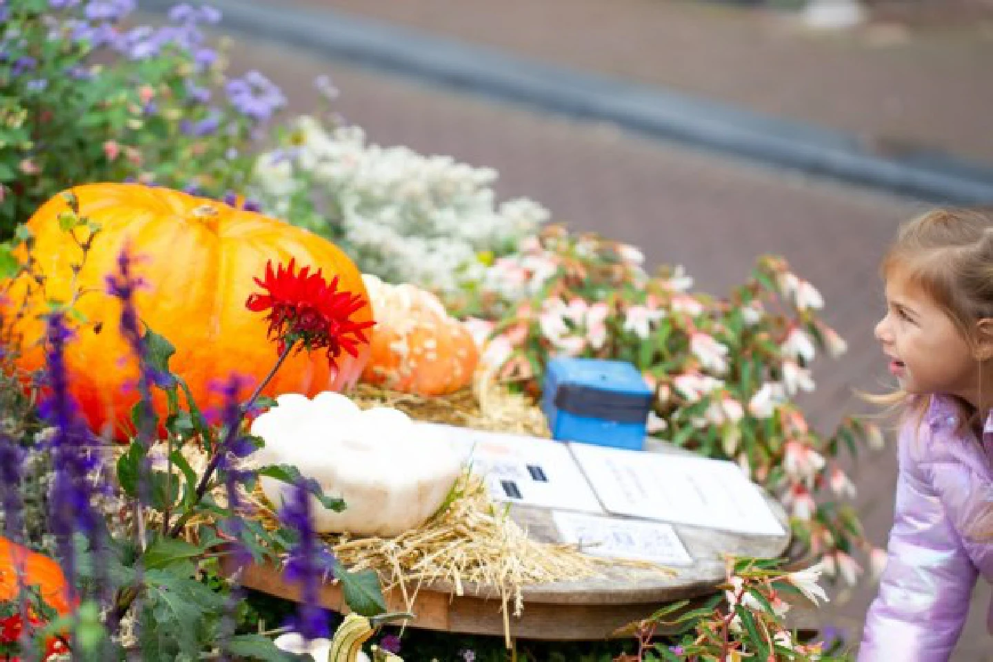 Large pumpkins appear on Amsterdams streets as Halloween nears