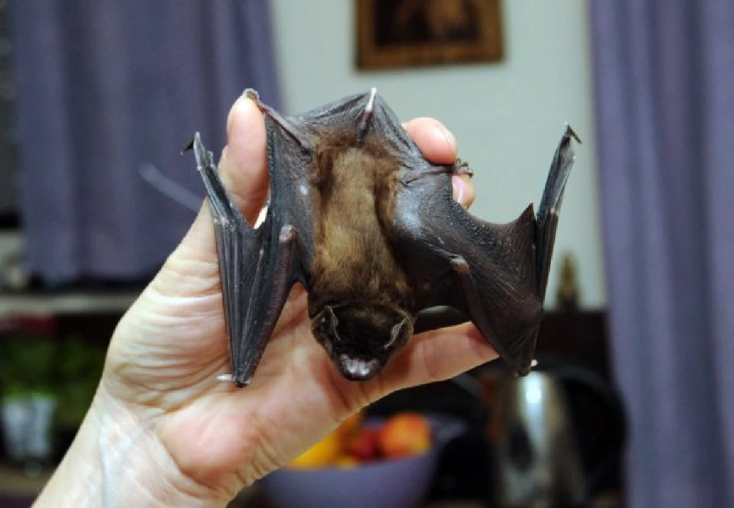 Research finds closest relatives of COVID-19 virus among bats in Laos Research finds closest relatives of COVID-19 virus among bats in Laos
