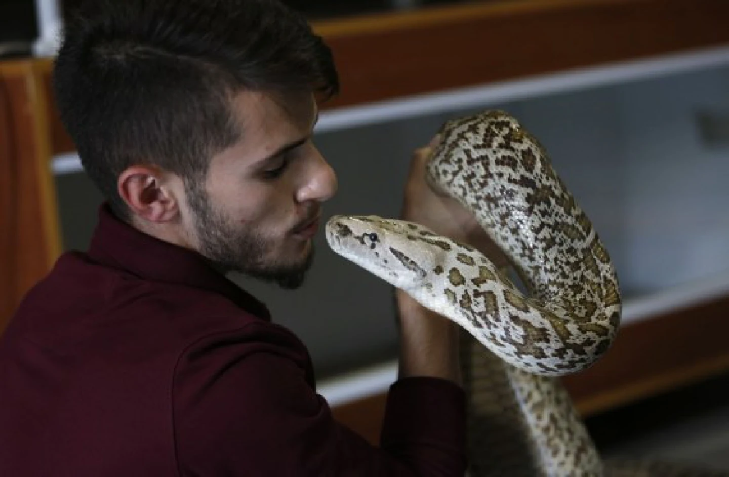 Young Palestinian makes living from giant, dangerous snakes