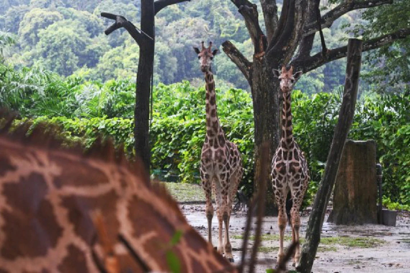 Two young Rothschilds giraffes debut at Singapore Zoo