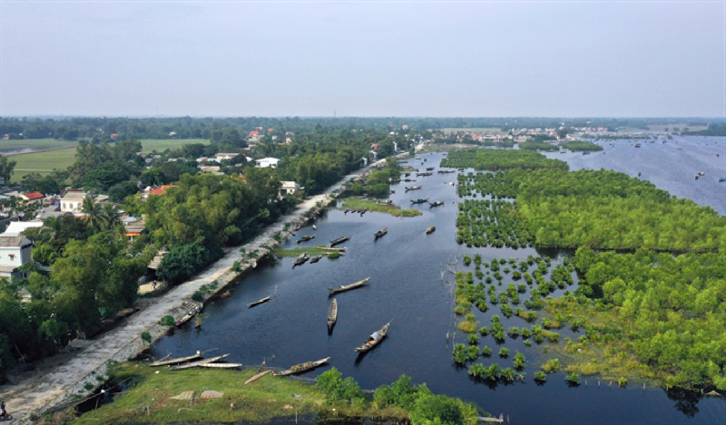 Việt Nam to plant extra 20,000ha coastal forest to cope with climate change