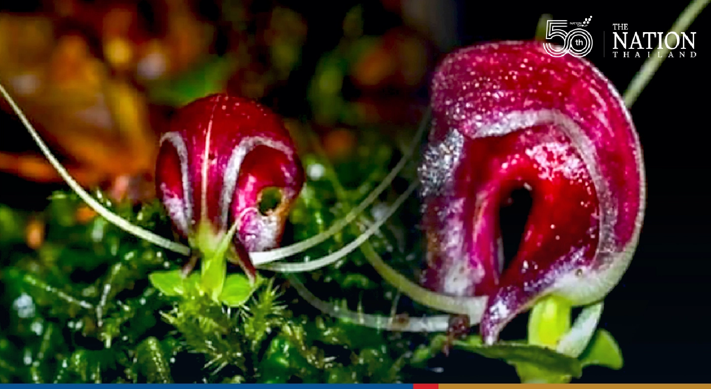 Researchers make exciting gem-orchid discovery