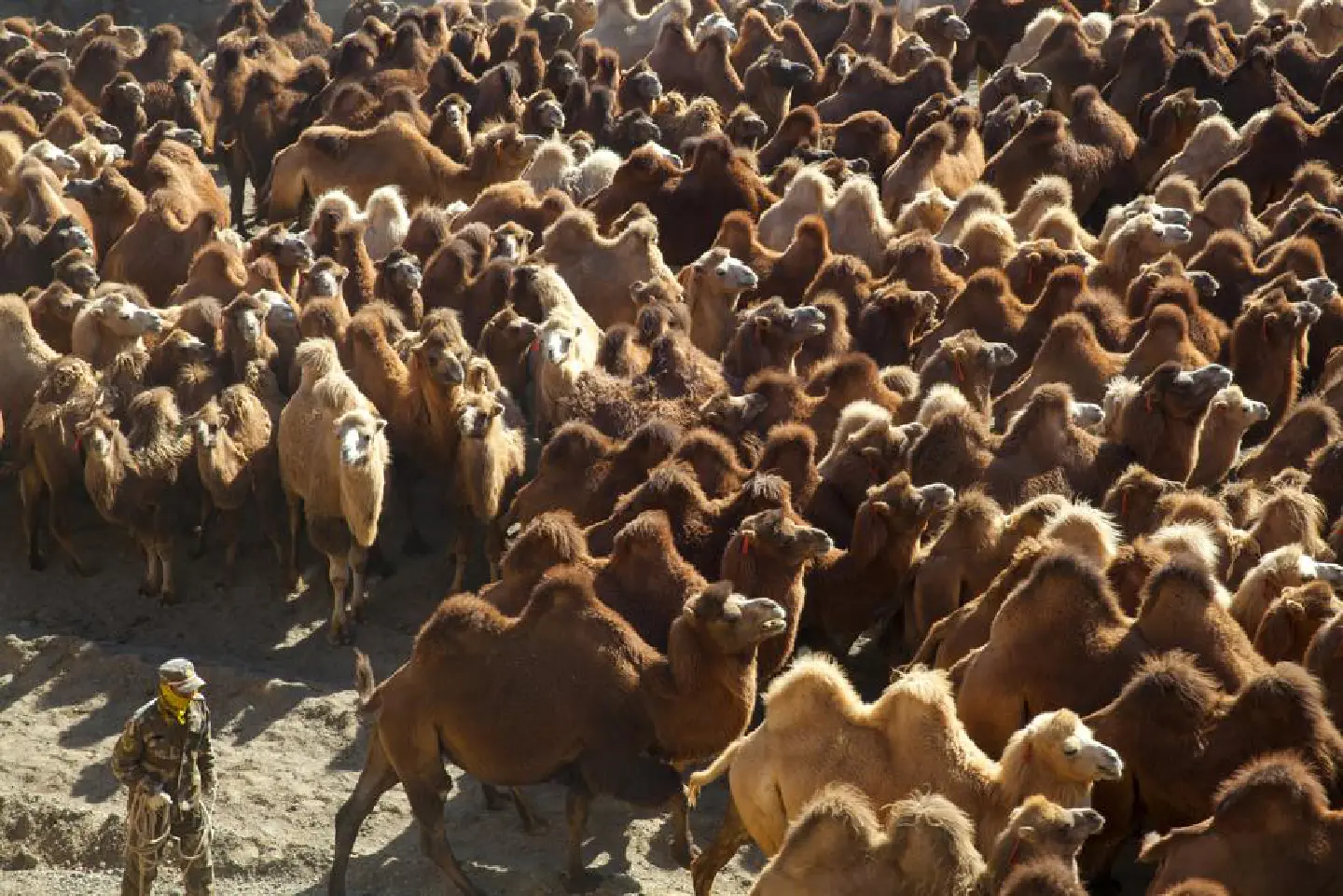 Thousands of camels head to better pastures in Gansu Thousands of camels head to better pastures in Gansu