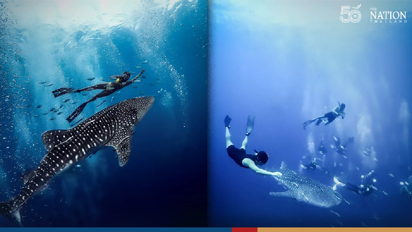 Whale sharks greet divers at Koh Tao Whale sharks greet divers at Koh Tao
