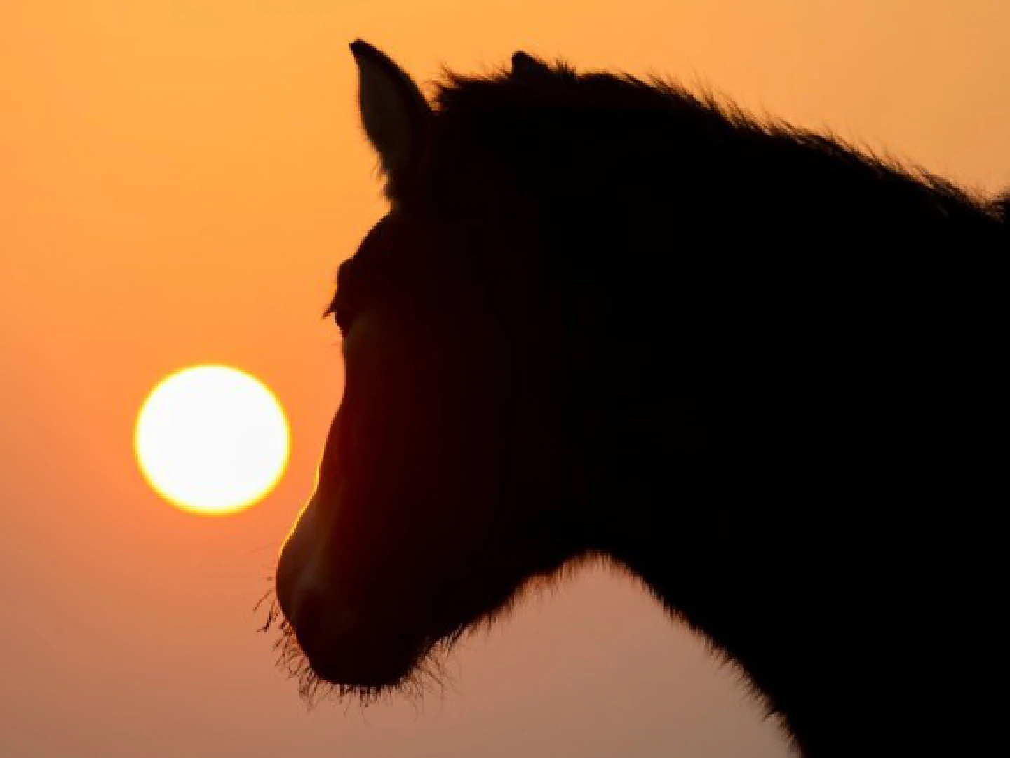 Population of endangered Przewalskis horses in Xinjiang increases