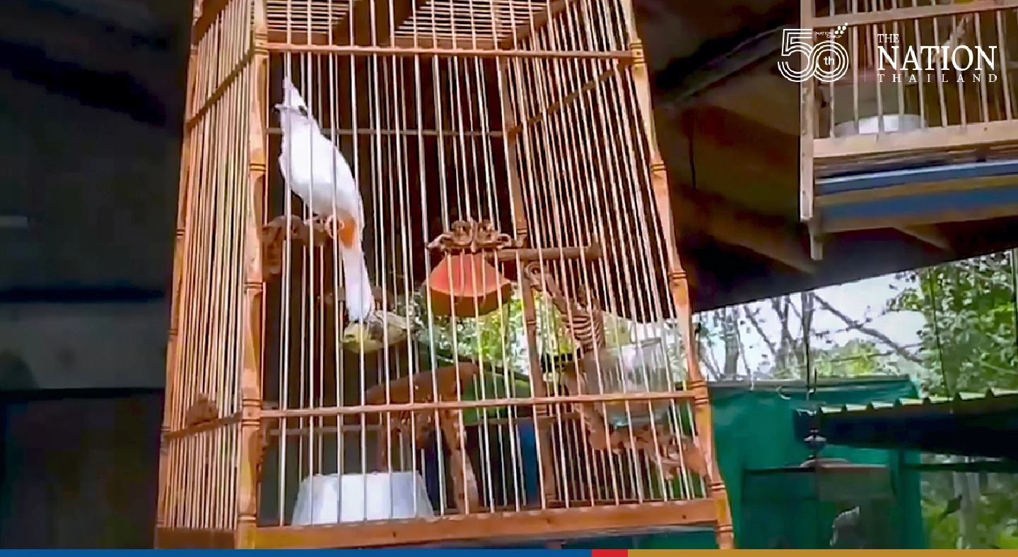 The bulbul’s song gets even sweeter for this Songkhla police officer The bulbul’s song gets even sweeter for this Songkhla police officer