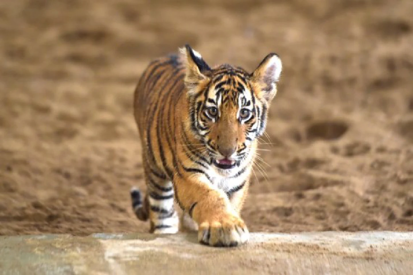 AsiaAlbum: A glimpse into Bangladesh National Zoo in Dhaka AsiaAlbum: A glimpse into Bangladesh National Zoo in Dhaka