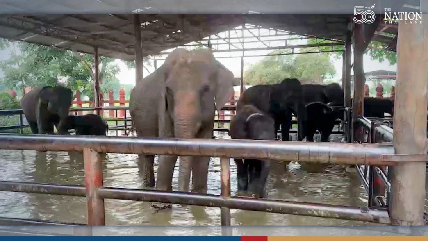 Elephants herded to higher ground in Ayutthaya