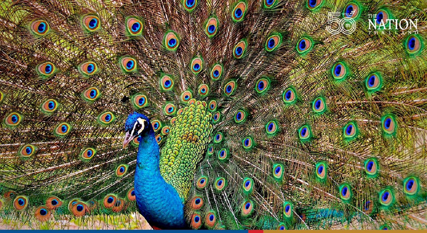 Catch a rare glimpse of Lamphun’s seductive peafowl at Pa Ban Hong