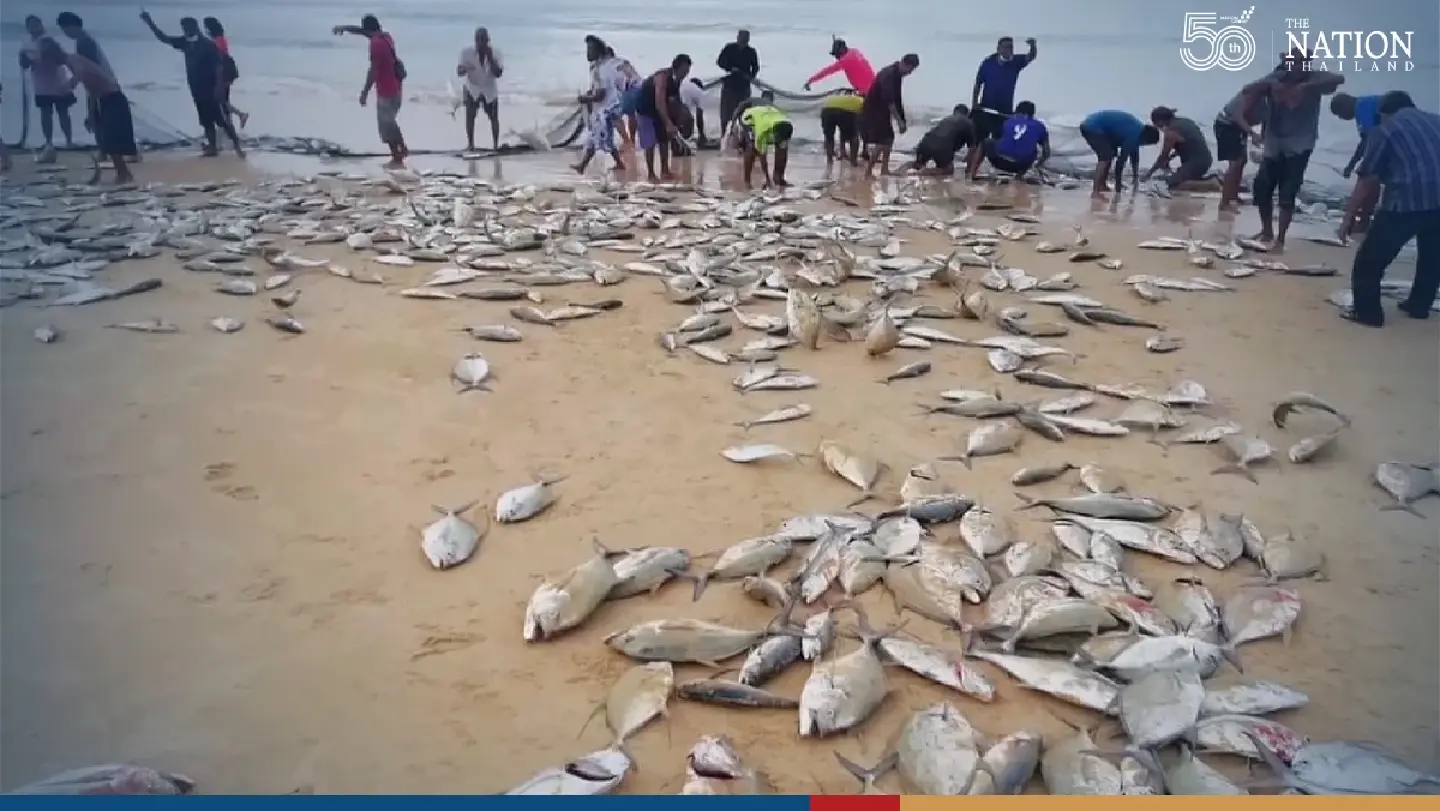 Ebbing tide leaves behind a bounty for Phuket
