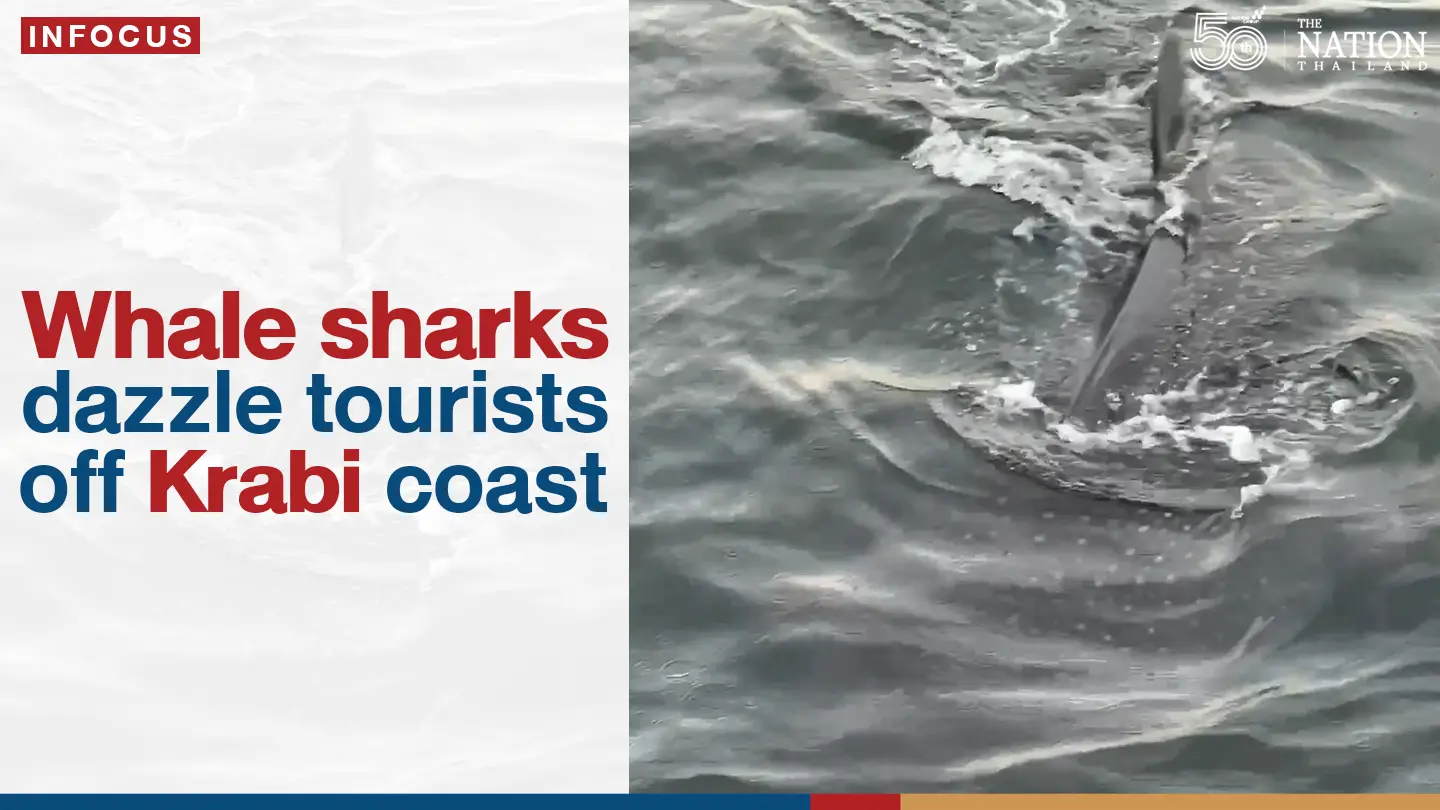 Whale sharks dazzle tourists off Krabi coast