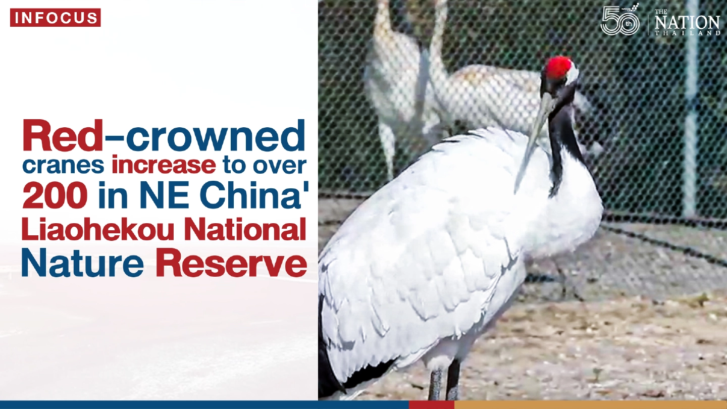 Red-crowned cranes increase to over 200 in NE Chinas