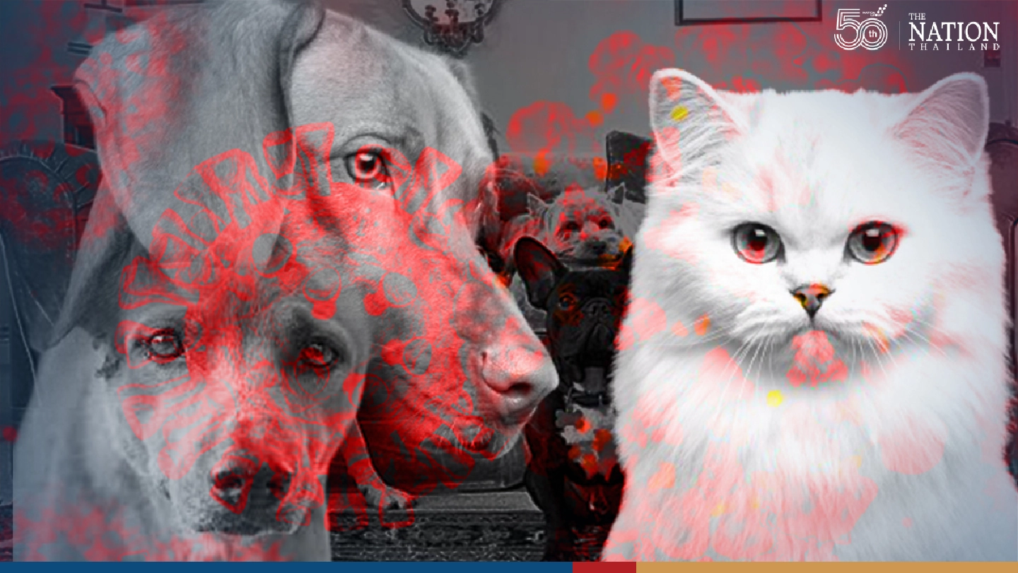 Covid patients can pass on virus to pets: Chula University study Covid patients can pass on virus to pets: Chula University study