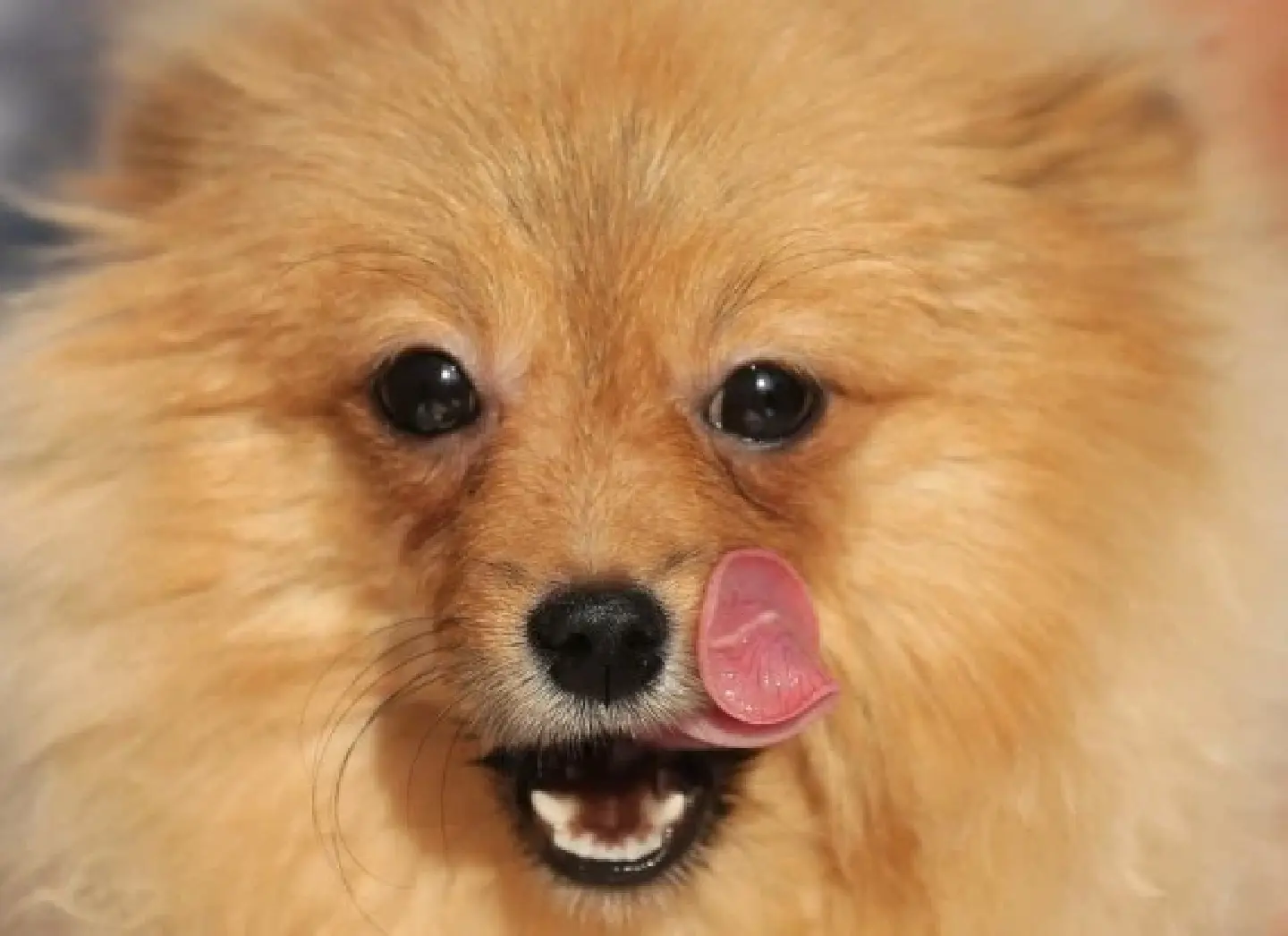 "Paradise for Dog Lovers" -- Fantastic dog show in India