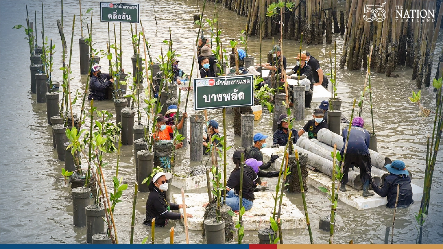 More mangrove trees added to the shore in Bangkok’s Bang Khun Thien district