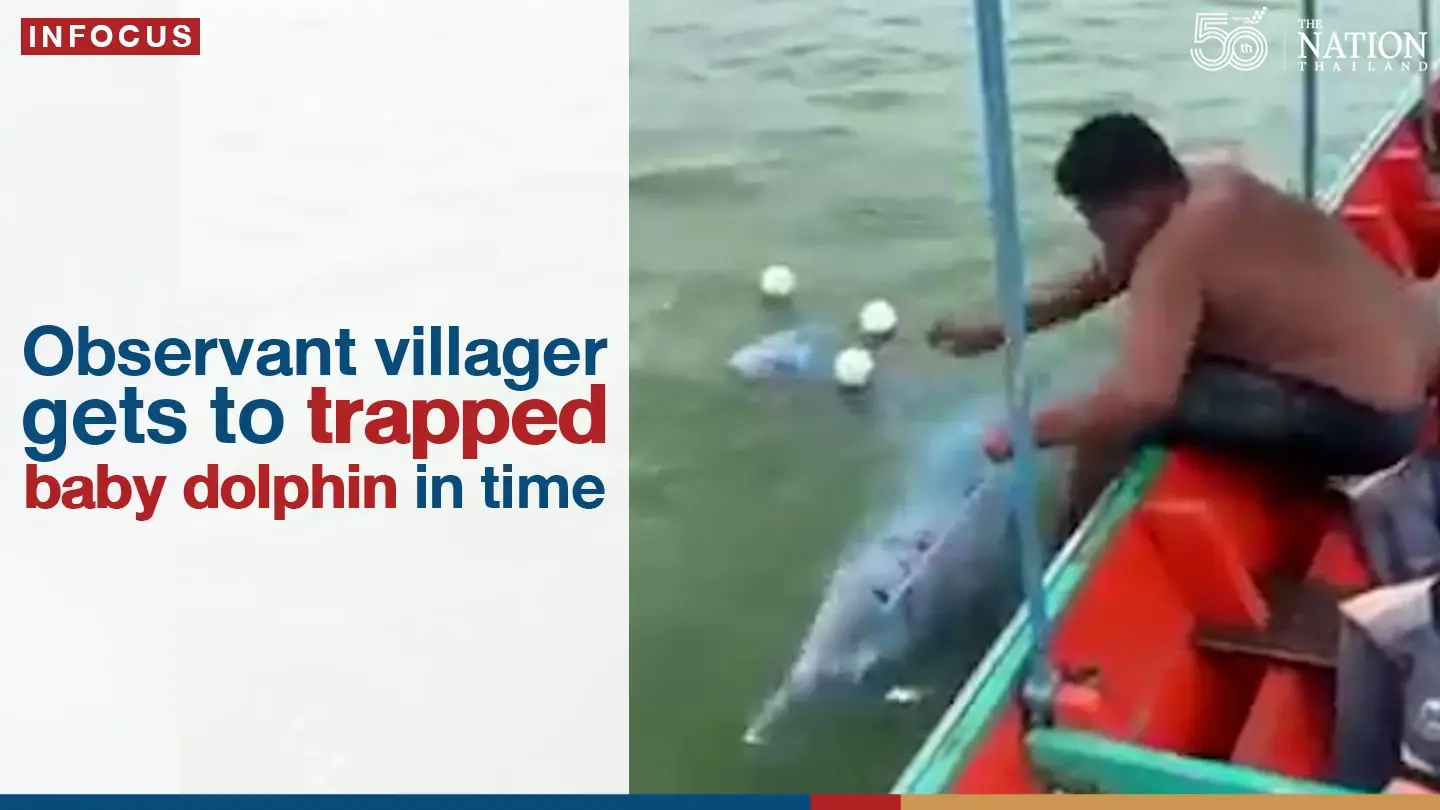 Observant villager gets to trapped baby dolphin in time