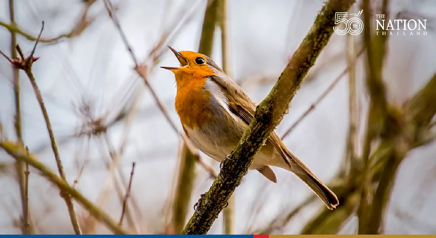 Birdwatchers flocked to this British birdfair for 30 years. Now, its ending because of climate change. Birdwatchers flocked to this British birdfair for 30 years. Now, its ending because of climate change.