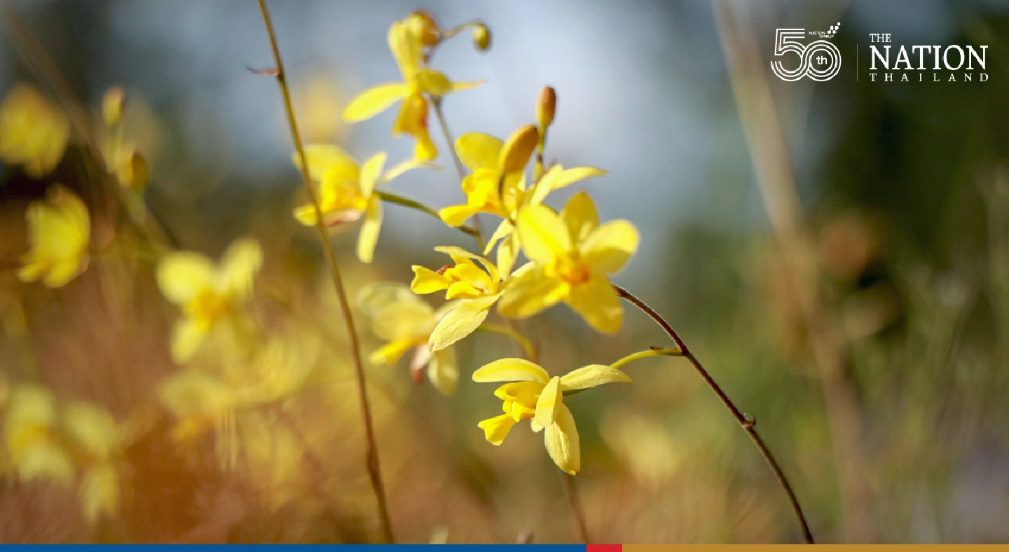 Soak in the beauty of nature at colourful Thung Salaeng Luang National Park